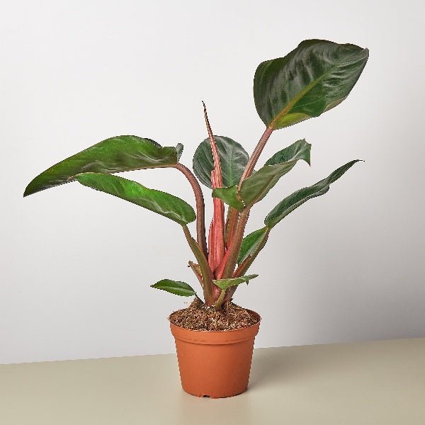 Philodendron Red Congo - Plant