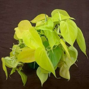 Philodendron Scandens Aureu - Plant