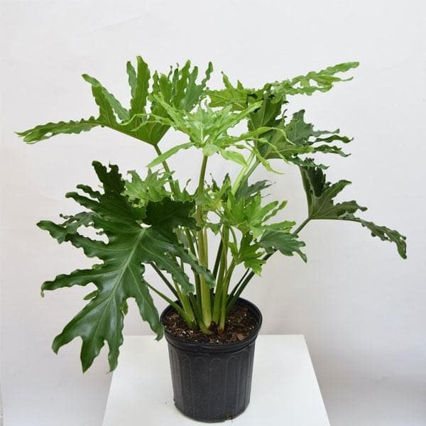 Philodendron, Selloum - Plant