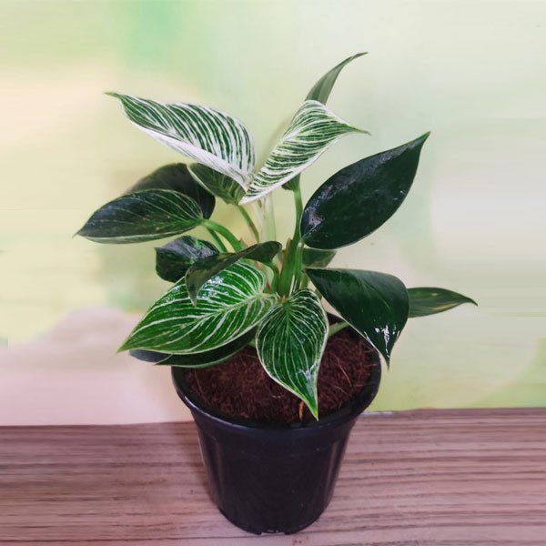 Philodenron Birkin - Plant