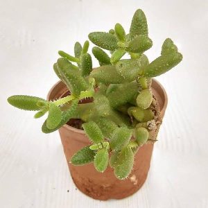 Pickle cactus, Delosperma echinatum - Succulent Plant