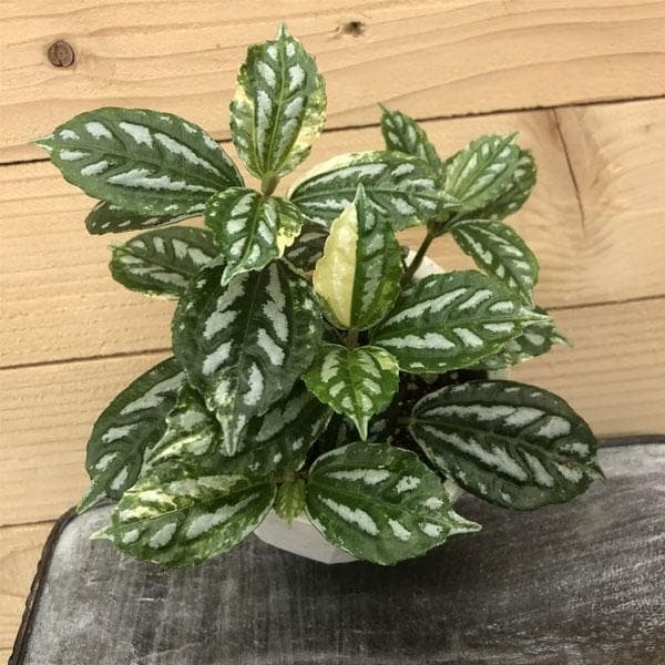 Pilea Cadierei, Pilea Aluminium, Watermelon Pilea - Plant