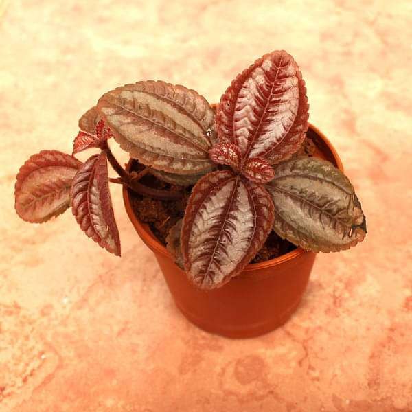 Pilea Involucrata, Friendship Plant - Plant