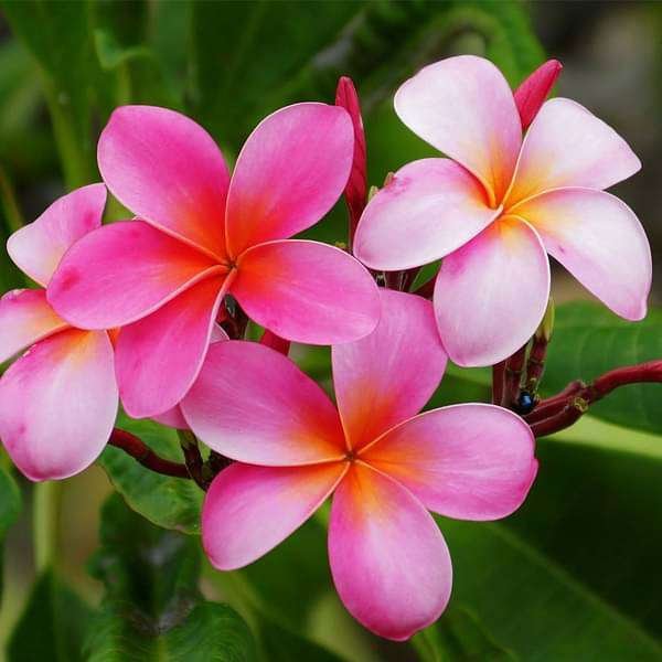 Plumeria, Champa