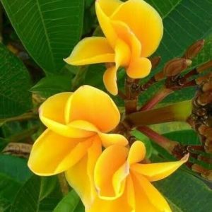 Plumeria, Champa