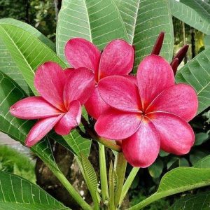 Plumeria , Champa pink