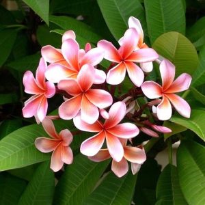 Plumeria Dwarf Pink Plant - Champa, Frangipani