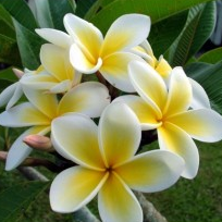 Plumeria Dwarf Yellow Plant - Champa, Frangipani