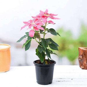 Poinsettia, Christmas Flower (Pink) - Plant