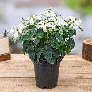 Poinsettia, Christmas Flower (White) - Plant