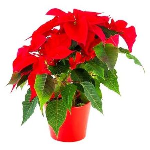 Poinsettia Orange Plant