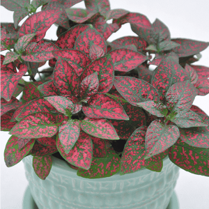 Polka Dot Plant, Hypoestes - Plant