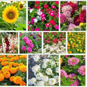 Pollinator Friendly Flower Seeds Kit