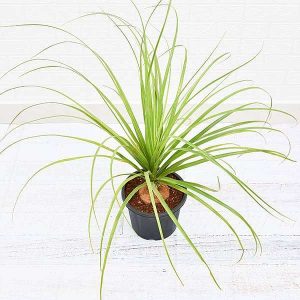 Pony Tail Palm, Beaucarnea Recurvata - Plant