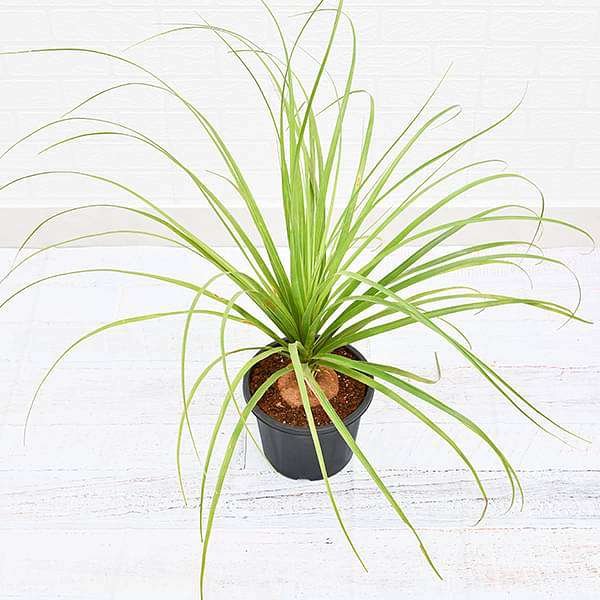 Pony Tail Palm, Beaucarnea Recurvata - Plant