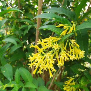 Raat Rani Yellow Plant - Night Blooming Jasmine