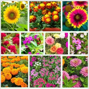 Rainy Season Flowers Seeds kit (10 in 1)