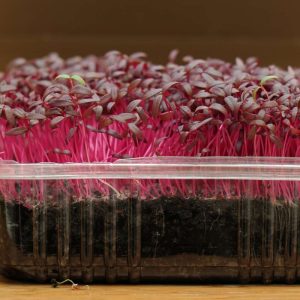 Red Amaranth Microgreen Seeds (25g)