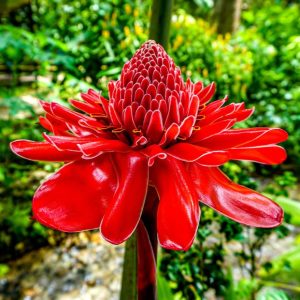 Red Torch Ginger Flowering Live Plant