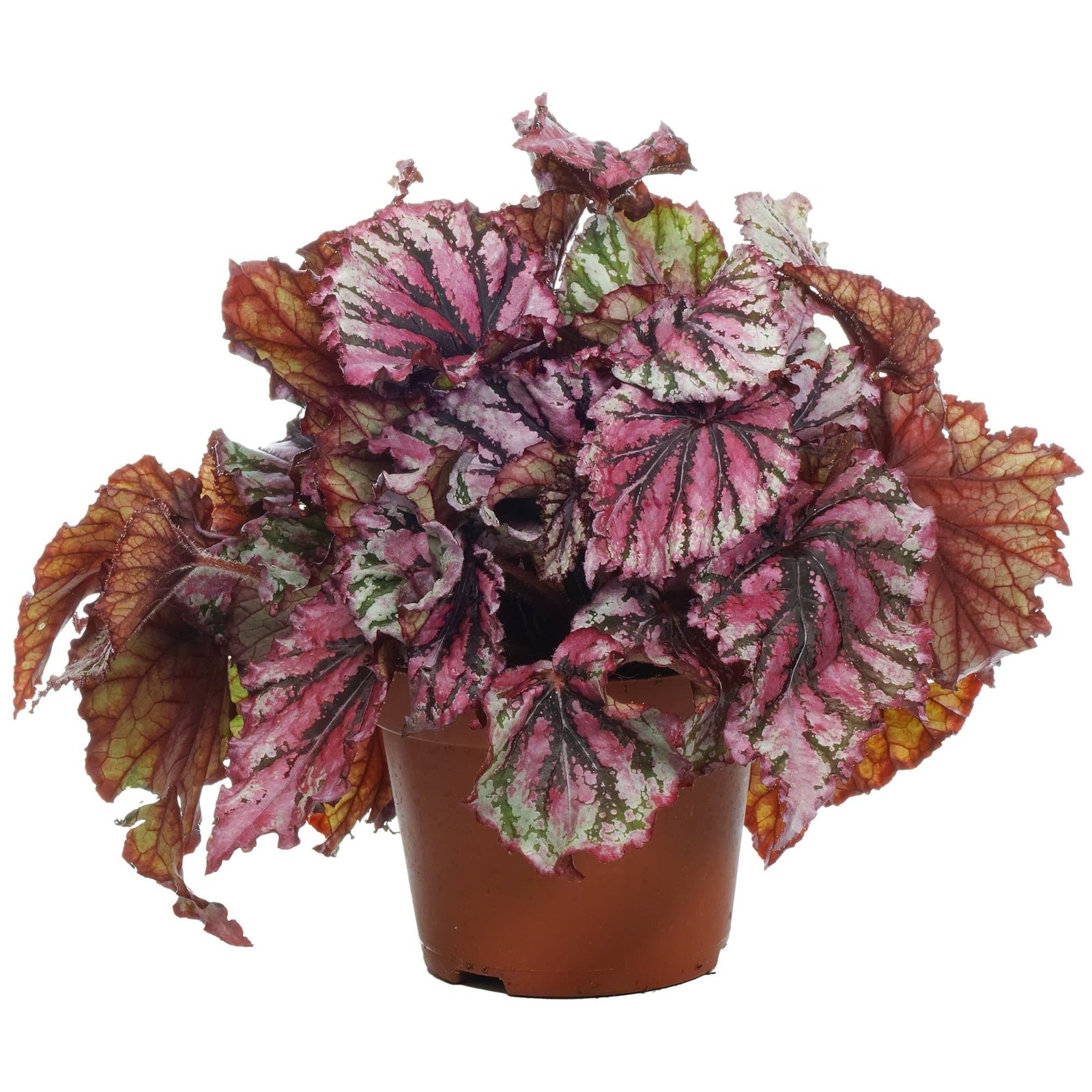 Rex Begonia Fireworks - Plant