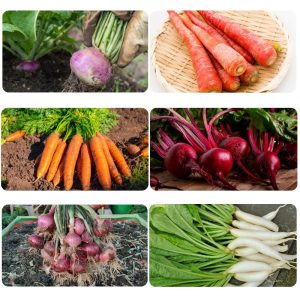 Root Vegetable Seeds Kit For Home Gardening