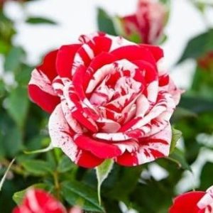 Rose Double Delight Pink Plant in 6' Inch Pot