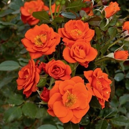 Rose Miniature Orange Plant in 6" Inch Pot - Orange Button Rose