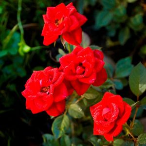 Rose Miniature Red Plant in 6" Inch Pot - Red Button Rose