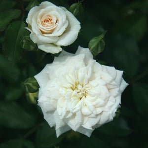 Rose Miniature White Plant in 6" Inch Pot - White Button Rose