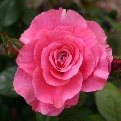 Rose Peach Plant in 6' Inch Pot