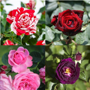 Rose Plant Pack (Pack of 9 Colors) - Each Plant in 6' Inch Pot