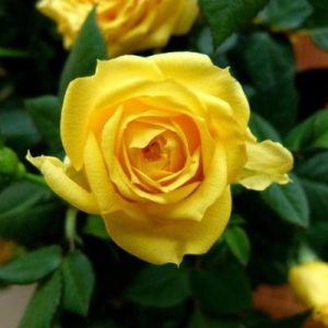 Rose Yellow Plant in 6' Inch Pot