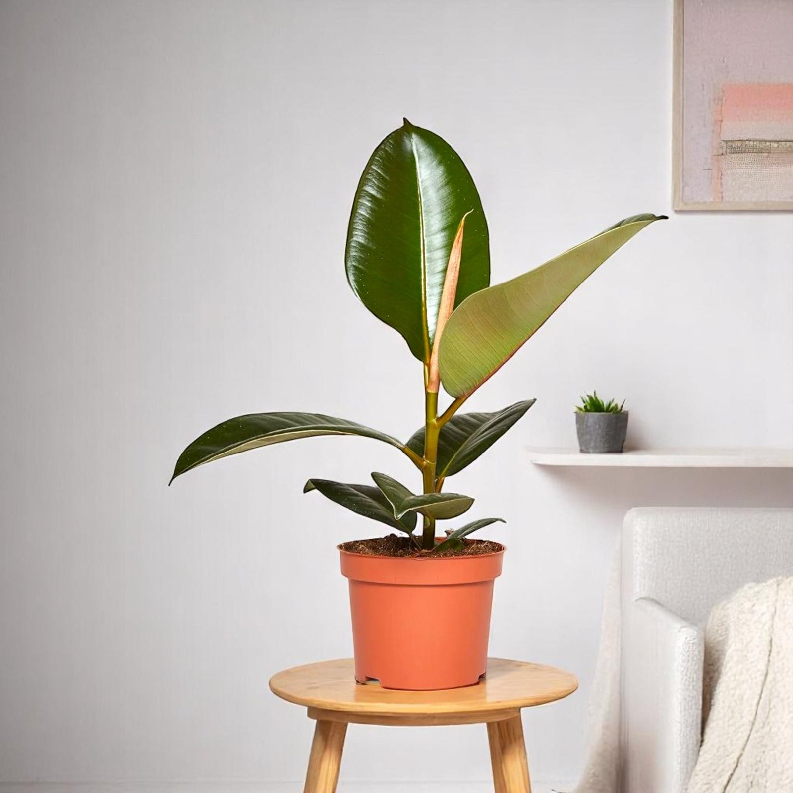 Rubber Plant - Ficus Elastica