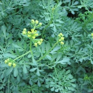 Ruta Graveolens (Herb of Grace) Herbal Ornamental Live Plant