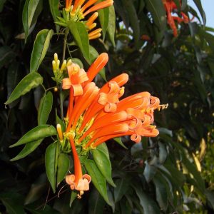 Sankrant Vel Plant - Flame Vine