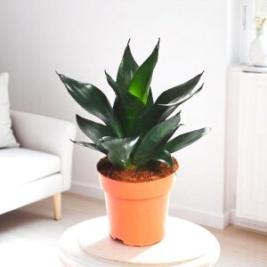 Sansevieria Black Dragon - Snake Plant