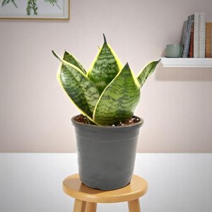 Sansevieria Compacta Dwarf - Snake Plant
