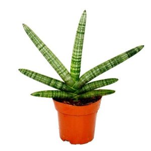 Sansevieria Cylindrica Boncel - Snake Plant