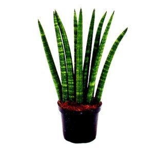 Sansevieria Cylindrica Long - Snake Plant