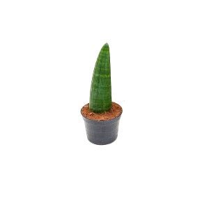 Sansevieria Cylindrica Rhino Plant - Snake Plant