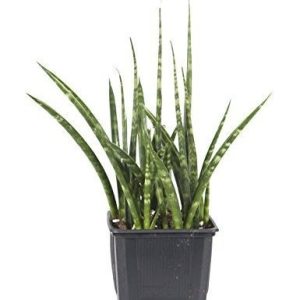 Sansevieria Cylindrica Snake Tail - Snake Plant