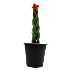 Sansevieria Cylindrica Twisted, Braided Cylindrical Snake Plant