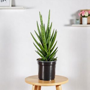 Sansevieria Francisii - Snake Plant