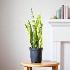 Sansevieria Golden Long - Snake Plant