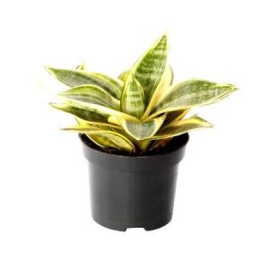 Sansevieria Golden Small - Snake Plant