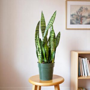 Sansevieria Green Long - Snake Plant