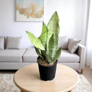 Sansevieria Moonshine - Snake Plant