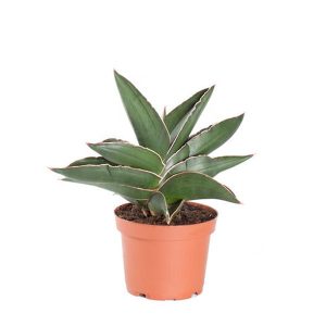 Sansevieria Samurai Dwarf - Snake Plant