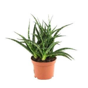Sansevieria Silver Steel - Snake Plant
