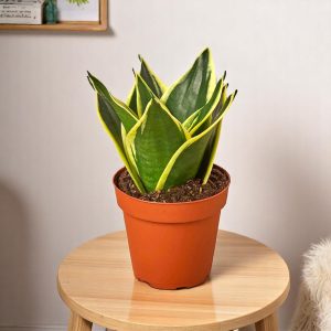 Sansevieria Trifasciata Dwarf - Snake Plant
